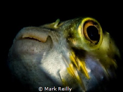 puffer fish portrait by Mark Reilly 
